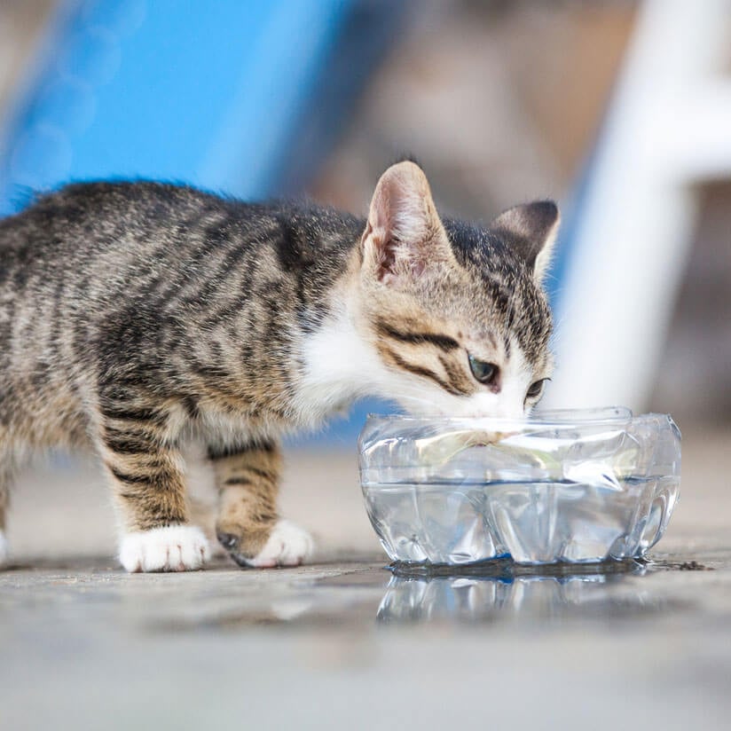 How Safe is Your Dog or Cat’s Tap Water?
