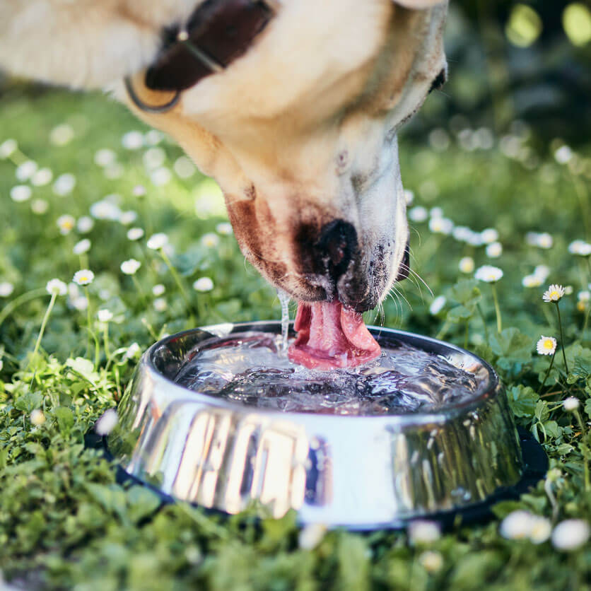 5 Easy Ways To Keep Your Dog Hydrated This Summer