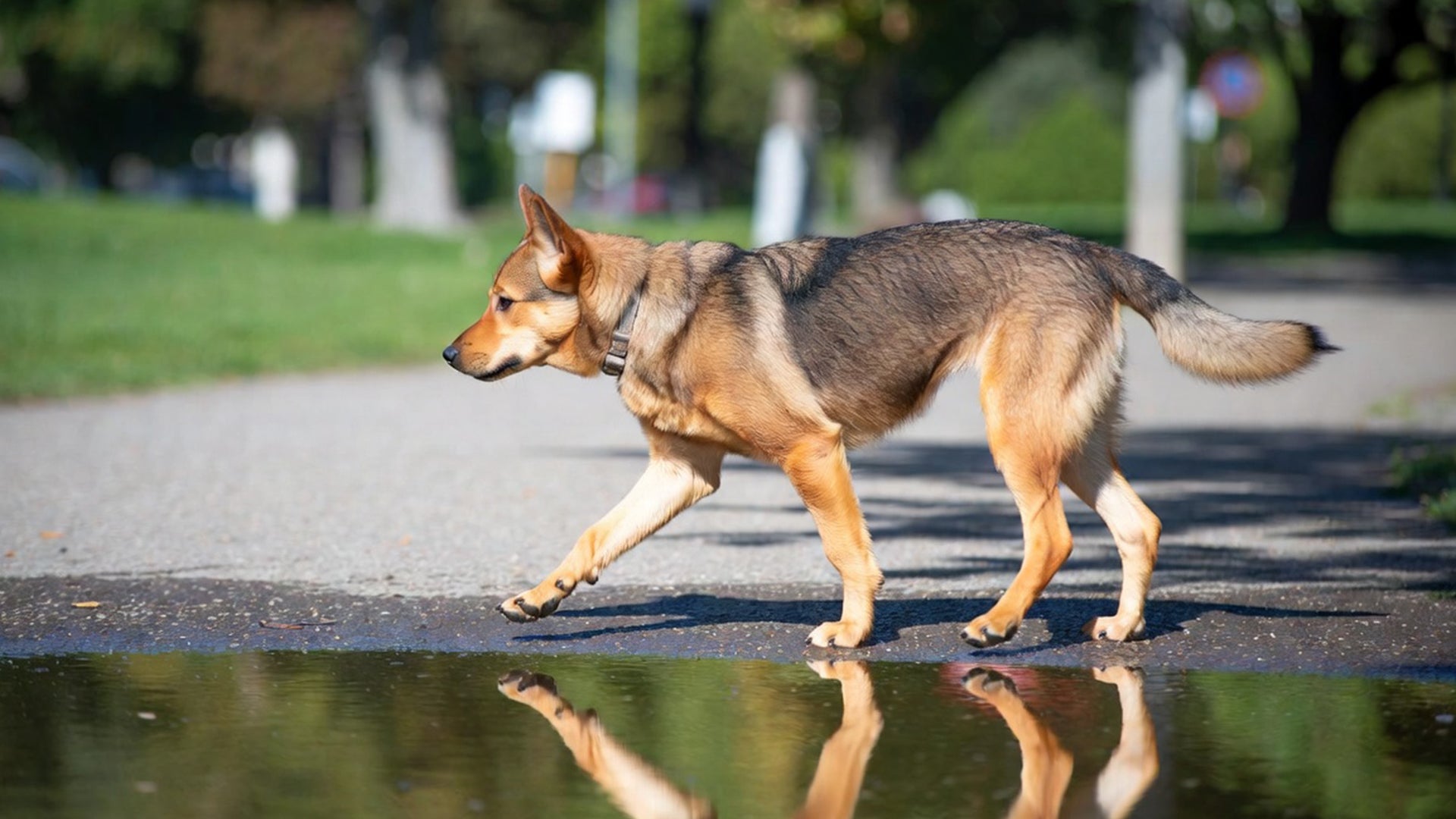 Pet Hydration Guide: Why Dogs Avoid Water on Walks