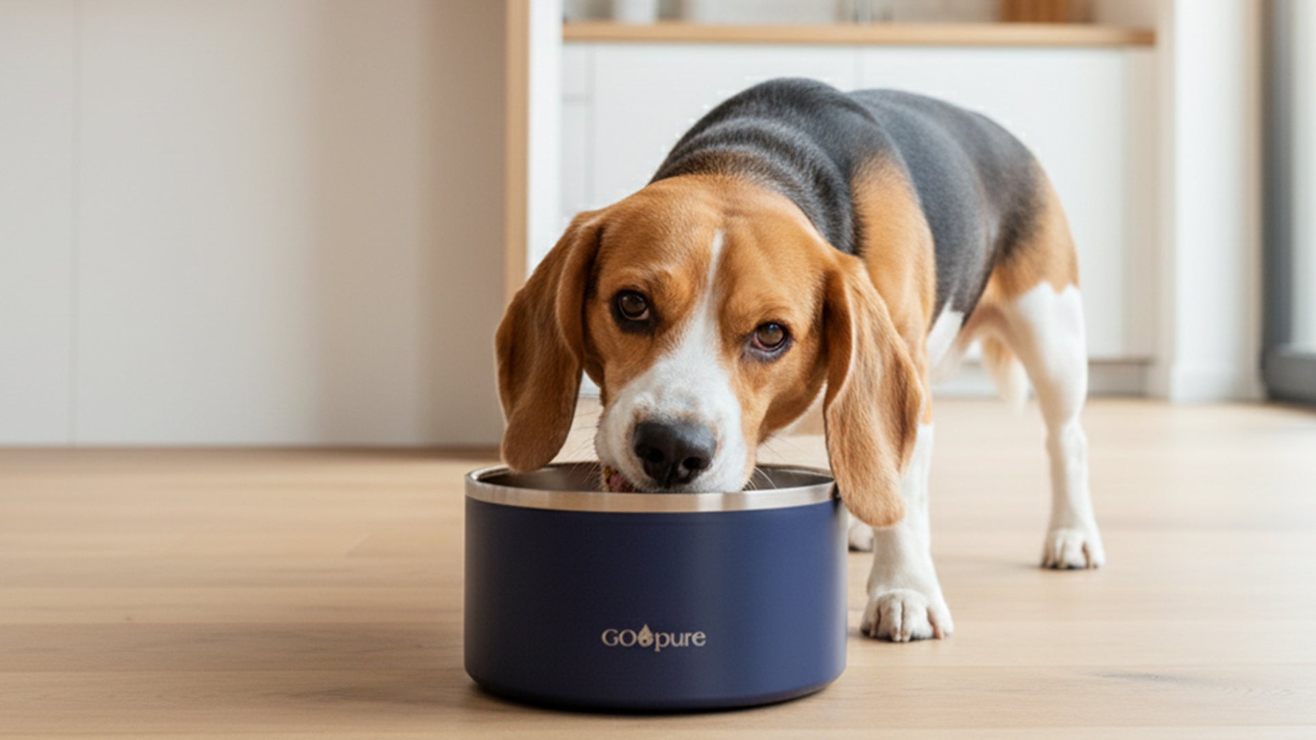 Pet Water Fountains vs Bowls vs Filters: The Complete Guide