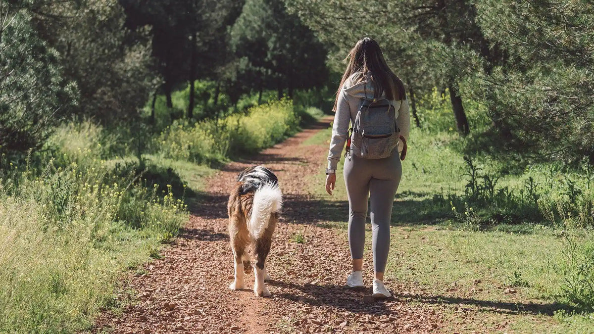 How a Portable Water Purifier Keeps Pets Hydrated on the Go