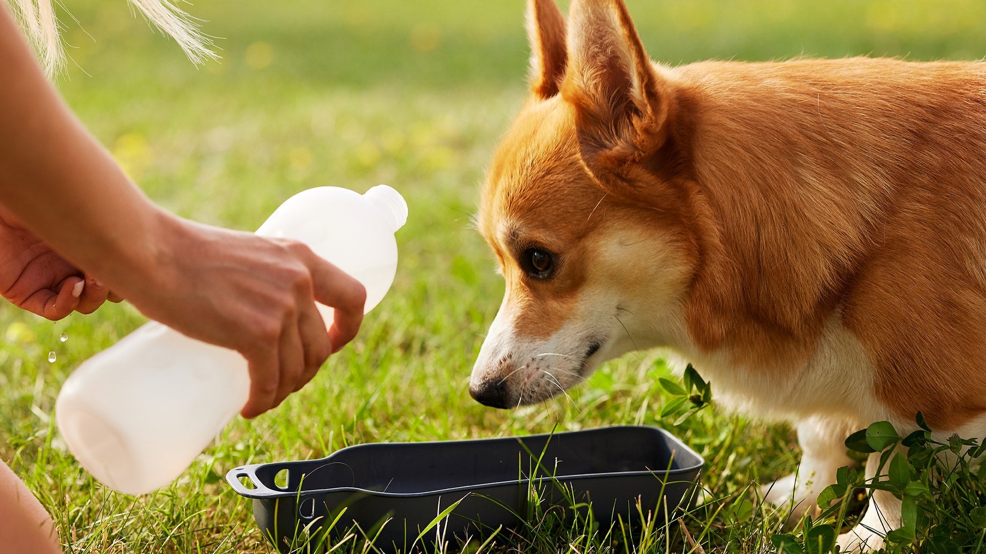 Why Water Taste Matters More to Your Dog Than You Think