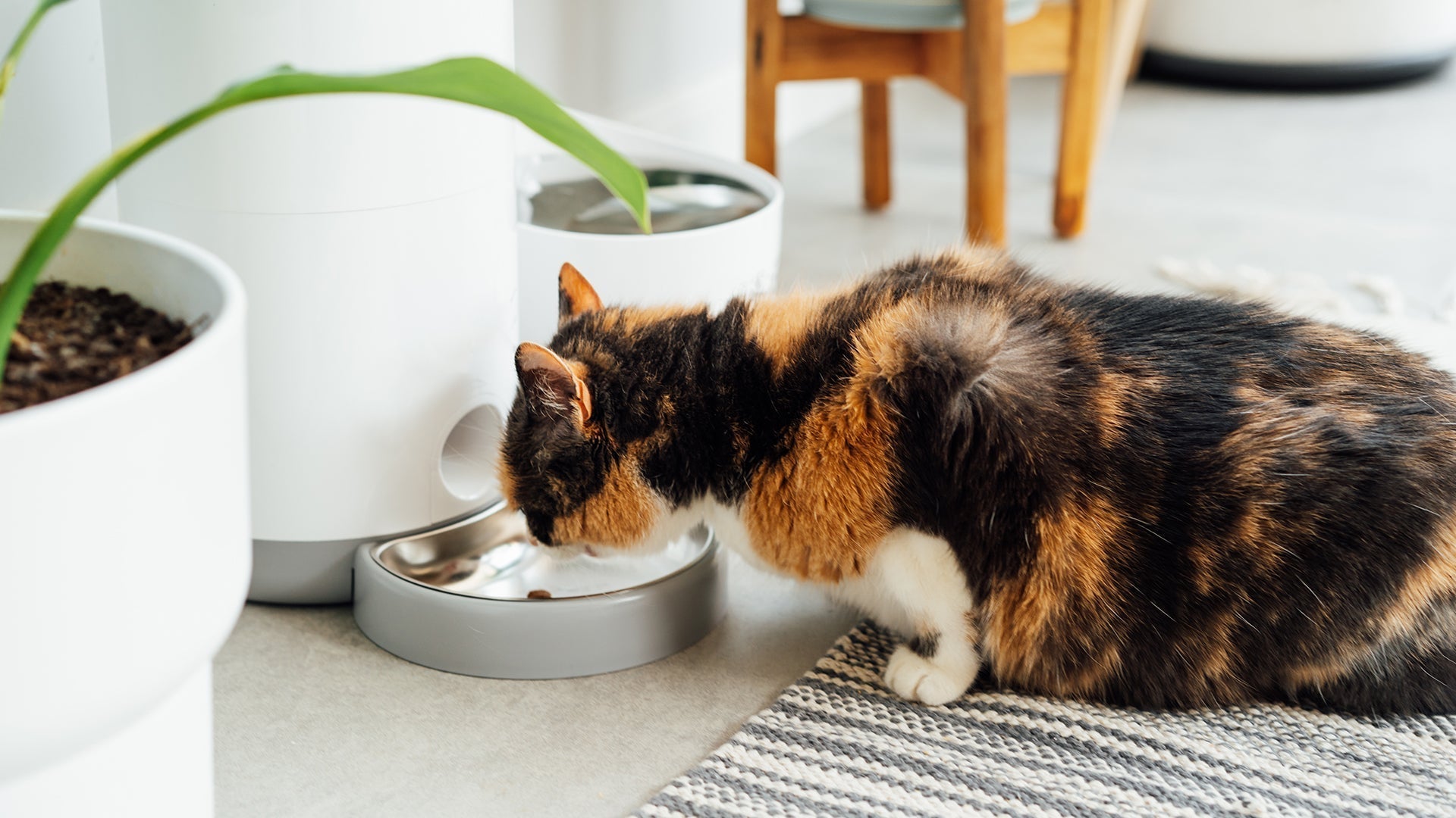 Cat Hydration 101: How to Increase Cat Hydration and Improve Pet Health