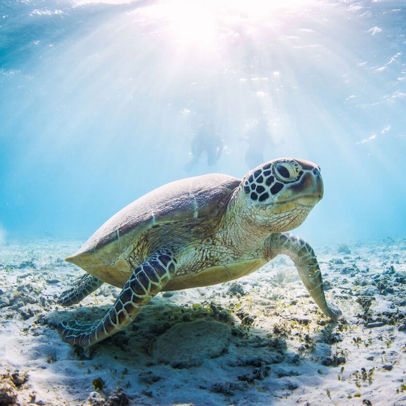Florida Brewery to Save Sea Turtles