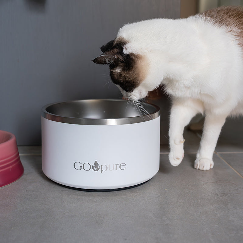 Filtered Water Bowl