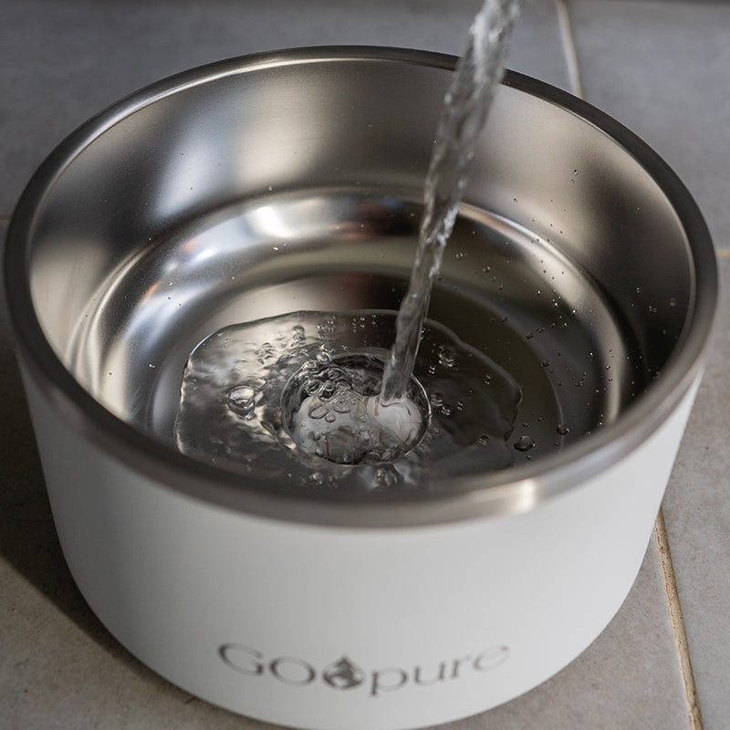 Filtered Water Bowl