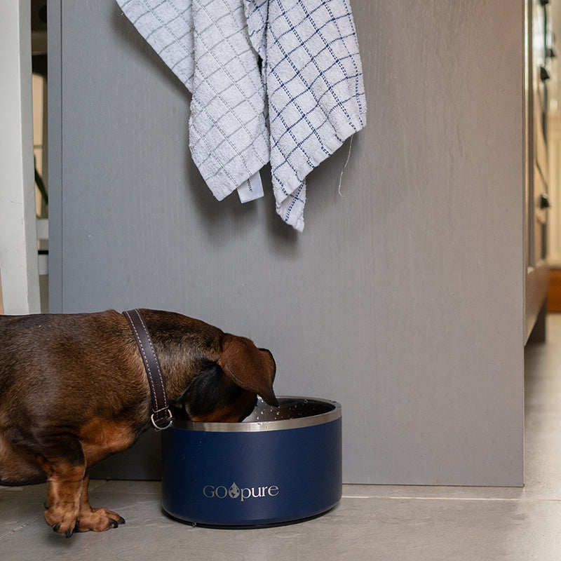 Filtered Water Bowl