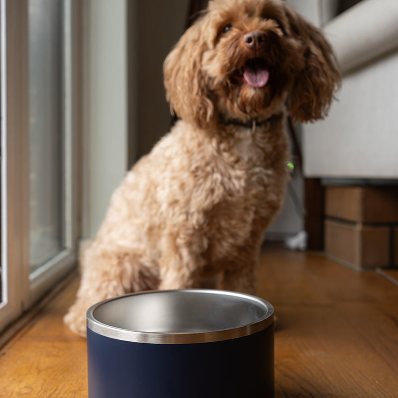 Filtered Water Bowl