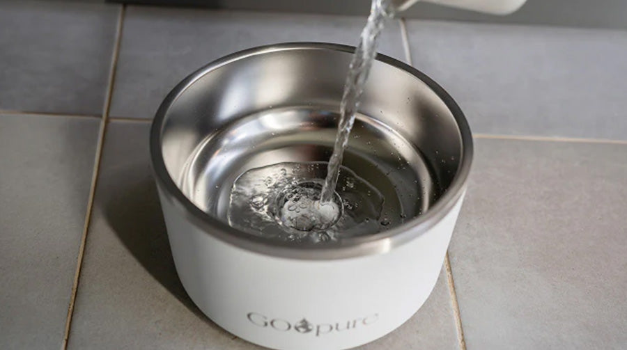 Water filling a GOpure filtered water bowl over the integrated ceramic filter